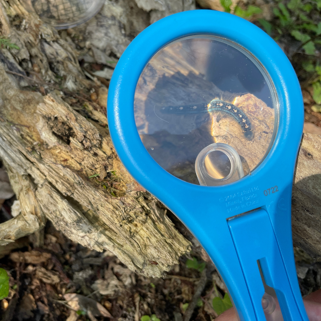 Mega-10 Magnifying Glass-2